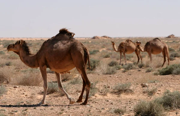 Wielbłądy Pustyni Karawana Dla Wielbłądów Sahara Tunezja — Zdjęcie stockowe