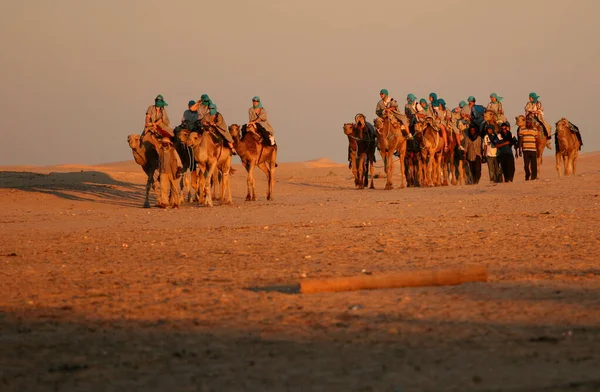 Velbloudi Poušti Karavana Velbloudů Sahara Tunisko — Stock fotografie