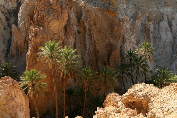 Tunisia Atlas Mountains Mountain Oasis Chebika — стокове фото