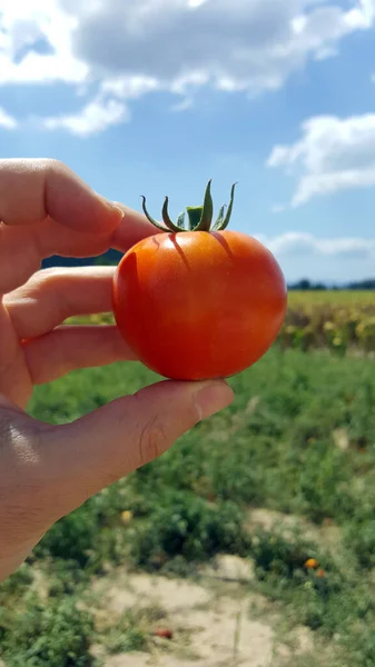 Pomidor Organiczny Rękę Gospodarstwa — Zdjęcie stockowe