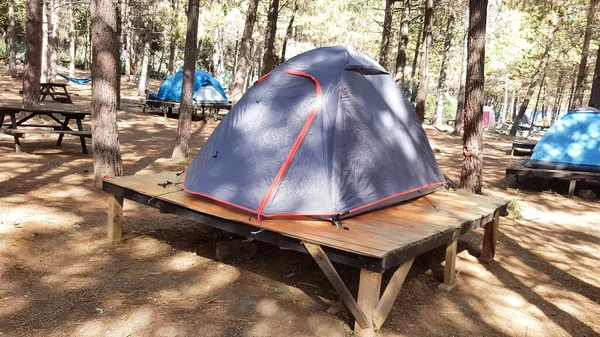 Tente Camping Dans Forêt Près Mer — Photo