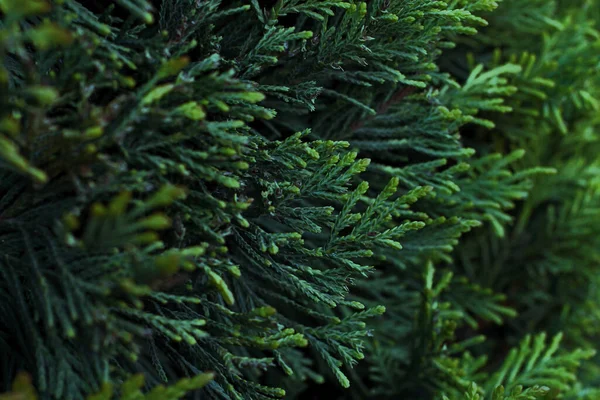 冷杉树的分枝 植物模式 自然背景 — 图库照片