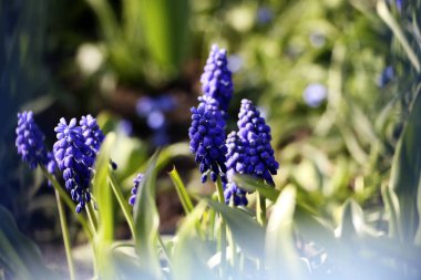 Güneş ışınlarındaki güzel mor muscari çiçekleri. Çiçekli bahar arkaplanı..