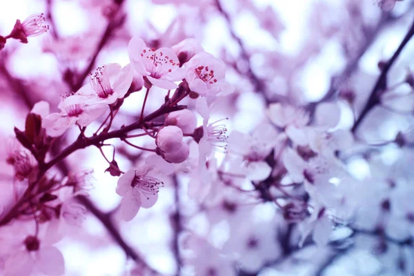 Ramo com flores brancas e folhas verdes frescas.Primavera fresco, floração perfumada.Sakura florida.Fundo florístico bonito . — Fotografia de Stock