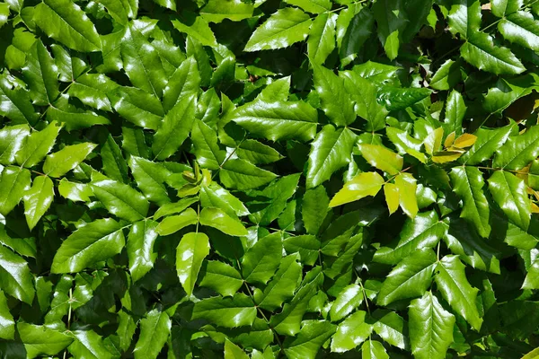 Bright green glossy leaves bathed in the sun shine.Fresh spring foliage.Floral backdrop. — Stock Photo, Image