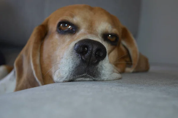 Beagle Hund Schläft Auf Dem Sofa — Stockfoto