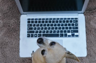 Chihuahua köpeği gri bir dizüstü bilgisayarla oturuyor.