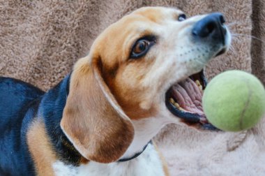 Tenis topuyla oynayan üç renkli av köpeği.