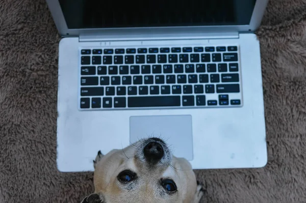 Cane Chihuahua Seduto Con Computer Portatile Grigio Visto Dall Alto — Foto Stock