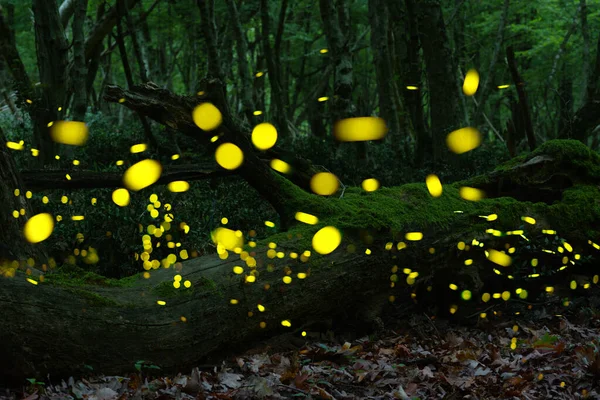 Vahşi ormanda uçuşan soyut ve bokeh ışık ateşböceği. Bulgaristan 'da gece vakti ormanda ateş böcekleri (Lampyridae) uçuyor.