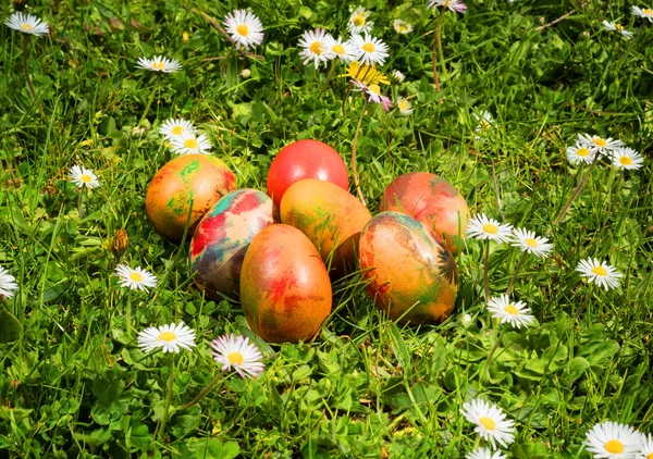 Huevos Pascua Campo Hierba Fresca Margaritas Soleado Día Primavera — Foto de Stock