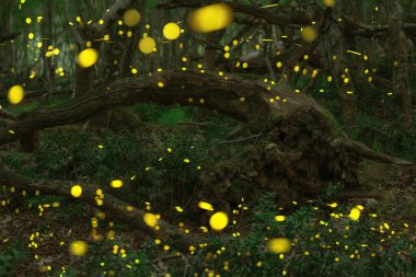 Vahşi ormanda uçuşan soyut ve bokeh ışık ateşböceği. Bulgaristan 'da gece vakti ormanda ateş böcekleri (Lampyridae) uçuyor.