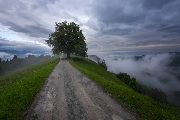 Horská Krajina Krátce Jarním Dešti Slovinské Alpy Lesní Cesta Ctihodný — Stock fotografie