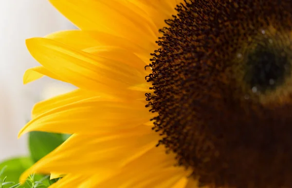 Güneş Çiçeği Arkaplanı 'nı çok güzel bir bokeh ile kapatın. Makro fotoğrafçılık, duvar kağıdı, desen, seçici odak.