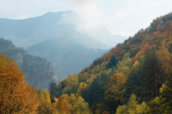 Magnifique Tapis Automne Dans Les Monts Rhodopes Bulgarie — Photo