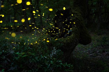 Vahşi ormanda uçuşan soyut ve bokeh ışık ateşböceği. Ateş böcekleri Lampyridae Bulgaristan 'da gece vakti ormanda uçuyor..