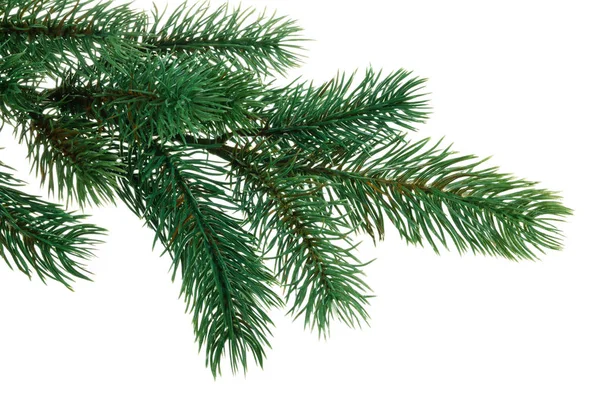 Branch of fir. — Stock Photo, Image