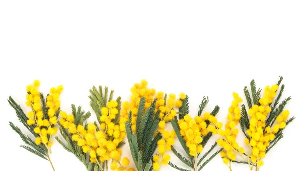 Відділення mimosa . — стокове фото