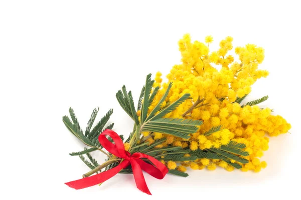 Branch of mimosa. — Stock Photo, Image