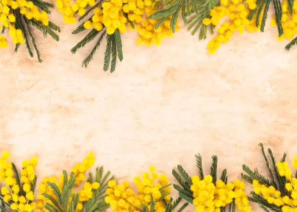 Fronteira de flores de mimosa . — Fotografia de Stock
