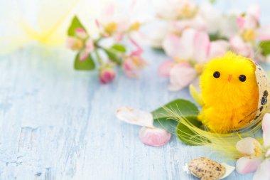 Küçük civciv yuvası.