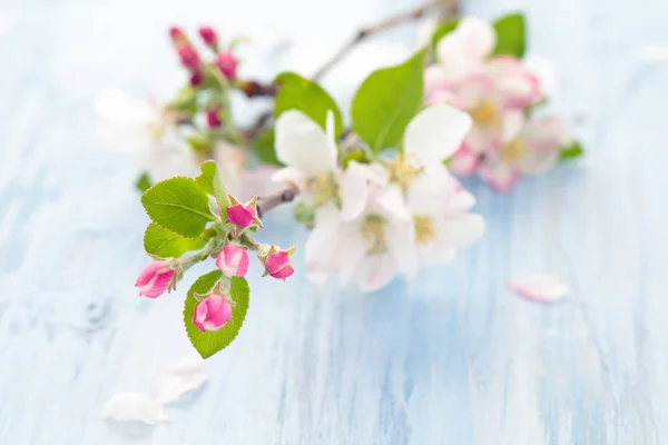 Apple blossom on blue. — Stock Photo, Image
