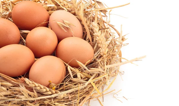 Huevos de pollo en el nido  . — Foto de Stock