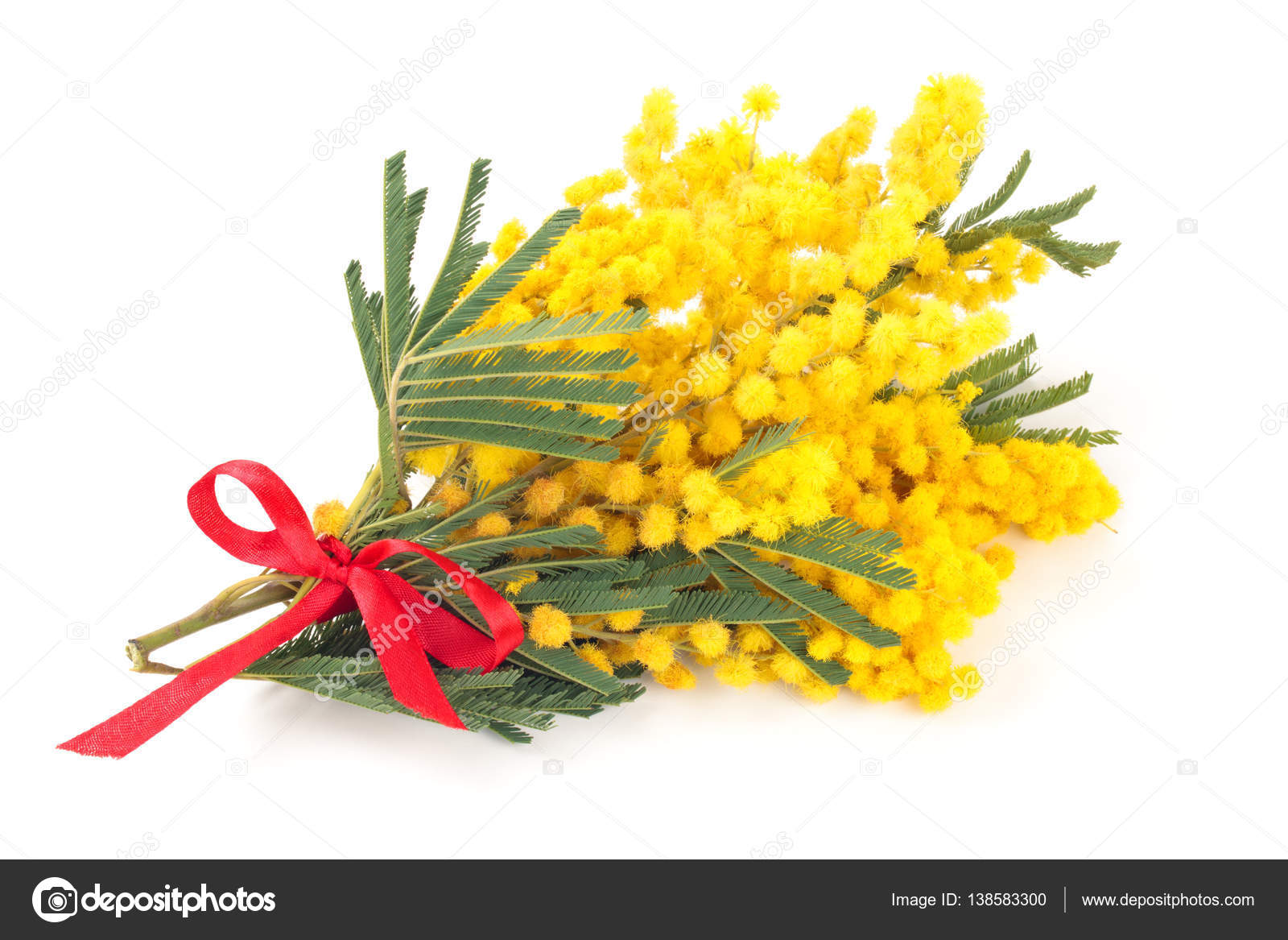 foto mimosa da scarica