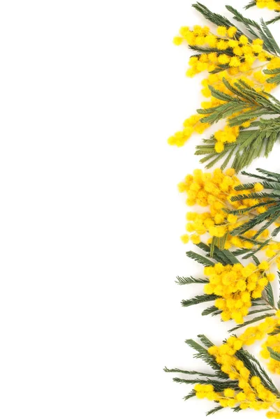 Branch of mimosa. — Stock Photo, Image