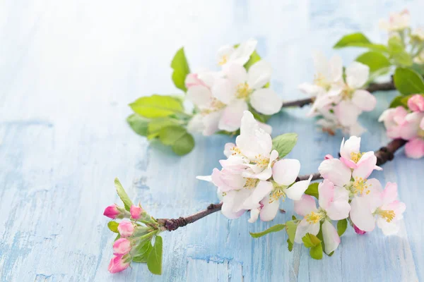 Apple blossom on blue. — Stock Photo, Image