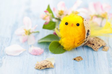 Küçük civciv yuvası.