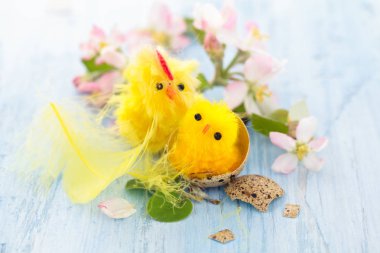 Küçük civciv yuvası.