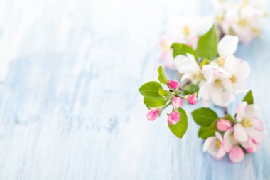 Elma çiçeği mavi.