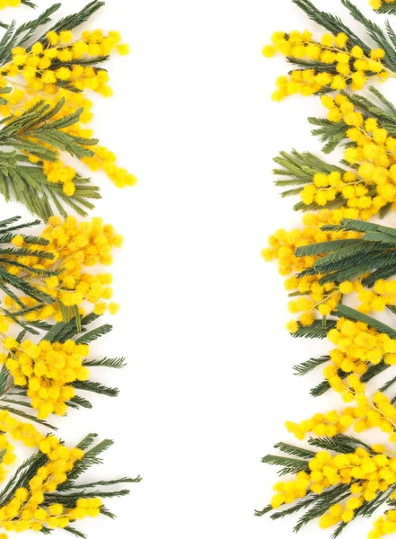 Border of mimosa flowers. — Stock Photo, Image