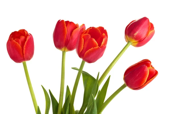 Boeket rode tulpen. — Stockfoto