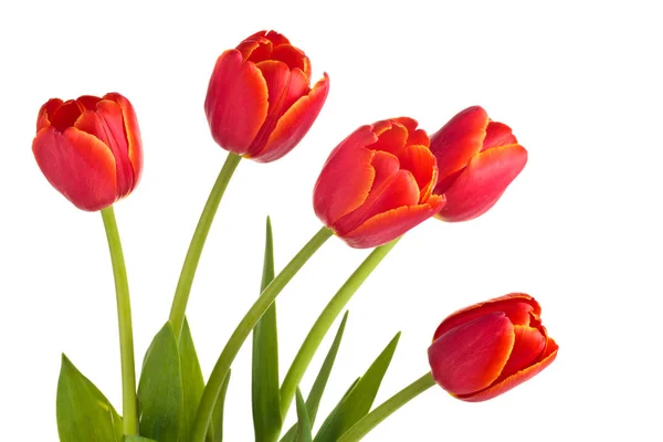 Bukiet czerwonych tulipanów. — Zdjęcie stockowe