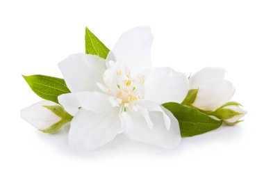 Yapraklı yasemin çiçeği.