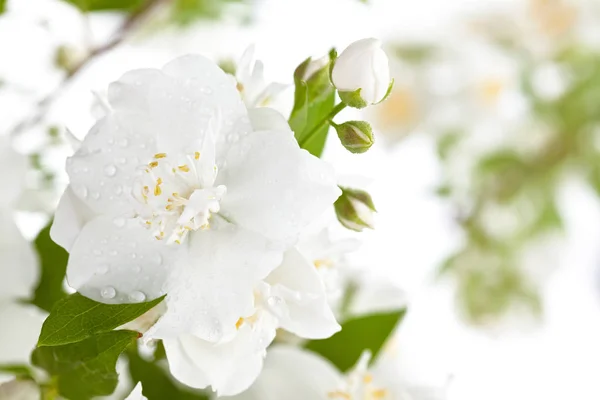 Branch of jasmine. — Stock Photo, Image