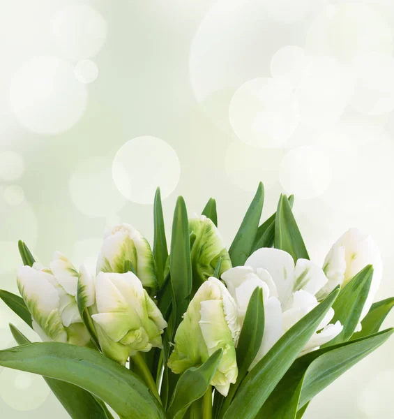 Witte tulpen boeket. — Stockfoto