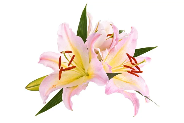 Pink lily flower. — Stock Photo, Image