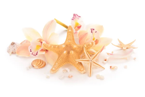 Shells and orchids. — Stock Photo, Image