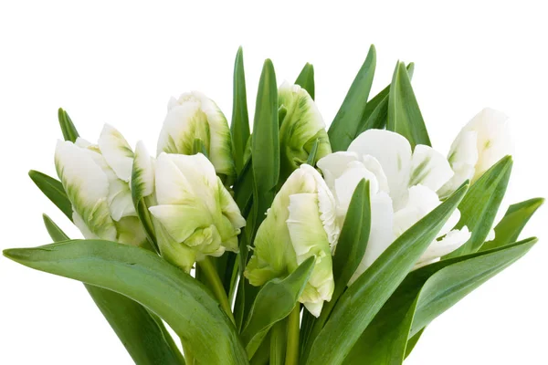 Witte tulpen boeket. — Stockfoto