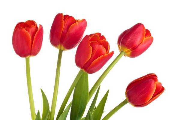 Boeket rode tulpen. — Stockfoto