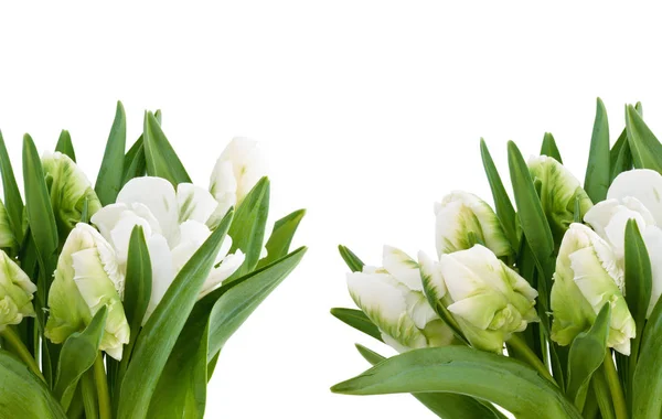 Witte tulpen boeket. — Stockfoto