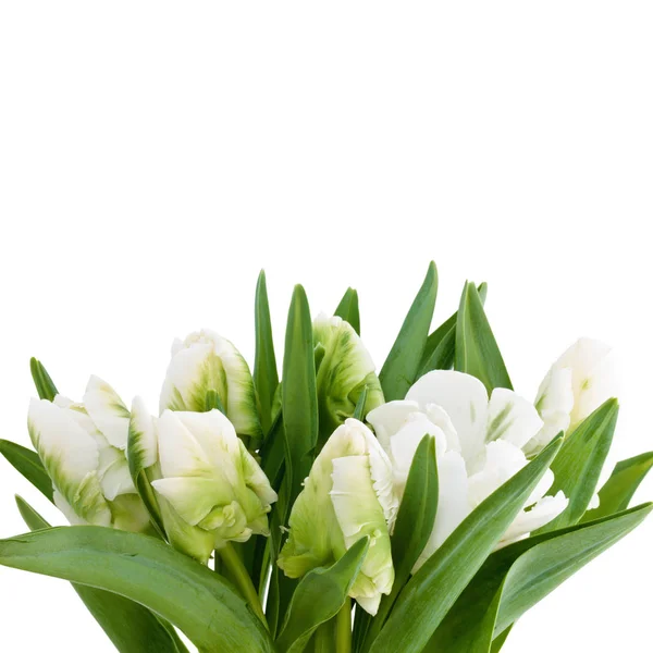 Букет белых тюльпанов. — стоковое фото