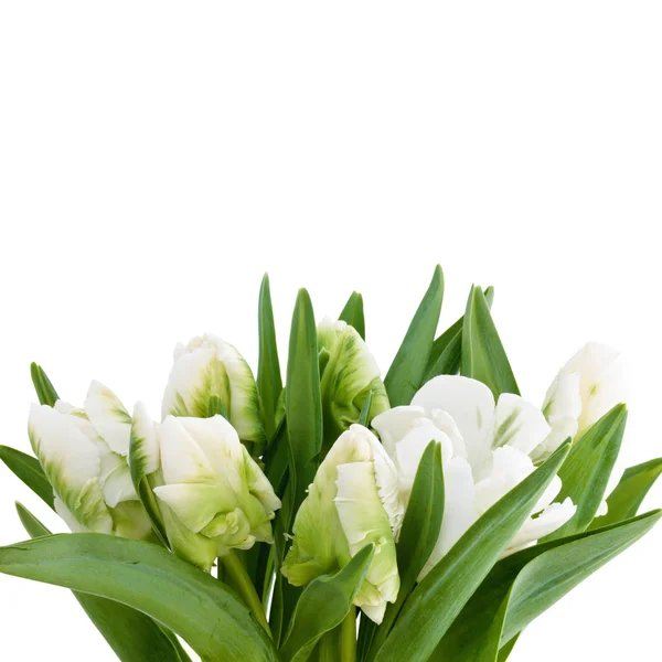 Witte tulpen boeket. — Stockfoto