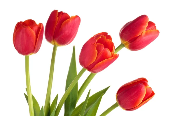 Buquê de tulipas vermelhas. — Fotografia de Stock