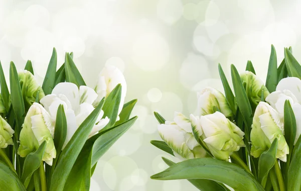 Witte tulpen boeket. — Stockfoto