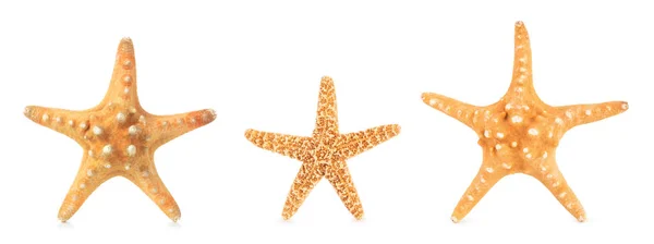 Starfishes diferentes em uma fileira . — Fotografia de Stock