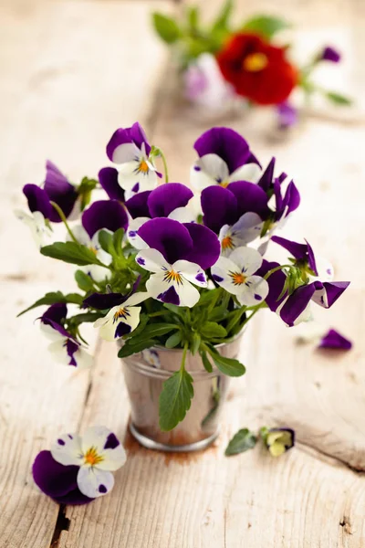 Lente bloemen. Paarse viooltjes. — Stockfoto